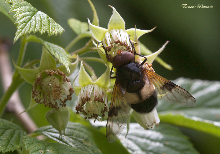 Volucella pellucens (Syrphidae)
